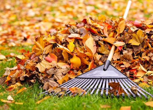 Pile of fall leaves with fan rake on lawn